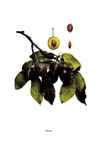 Reproducción/Reproduction 29487581164: The plums of New York .... Albany,J.B. Lyon Company, state printers,1911.