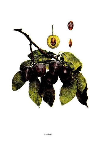 Reproducción/Reproduction 29487581164: The plums of New York .... Albany,J.B. Lyon Company, state printers,1911.