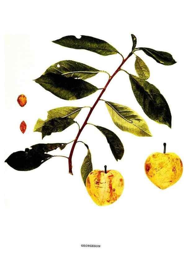 Reproducción/Reproduction 30115740125: The plums of New York .... Albany,J.B. Lyon Company, state printers,1911.