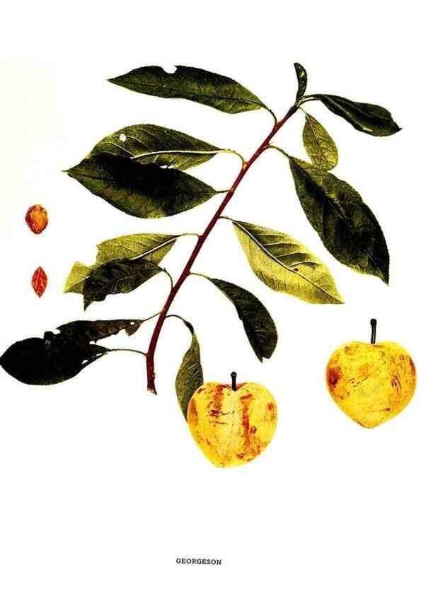 Reproducción/Reproduction 30115740125: The plums of New York .... Albany,J.B. Lyon Company, state printers,1911.