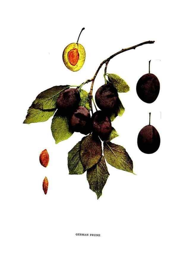 Reproducción/Reproduction 30115742995: The plums of New York .... Albany,J.B. Lyon Company, state printers,1911.