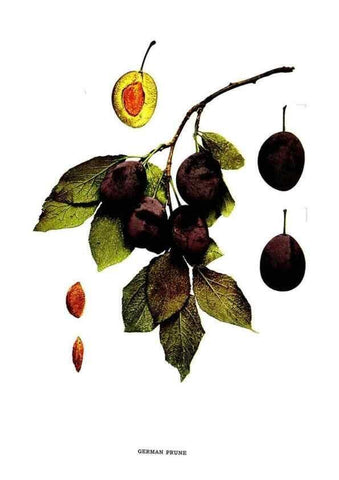 Reproducción/Reproduction 30115742995: The plums of New York .... Albany,J.B. Lyon Company, state printers,1911.
