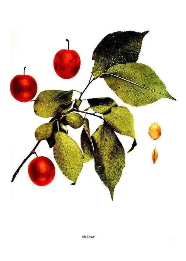 Reproducción/Reproduction 29487536554: The plums of New York .... Albany,J.B. Lyon Company, state printers,1911.