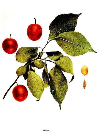 Reproducción/Reproduction 29487536554: The plums of New York .... Albany,J.B. Lyon Company, state printers,1911.