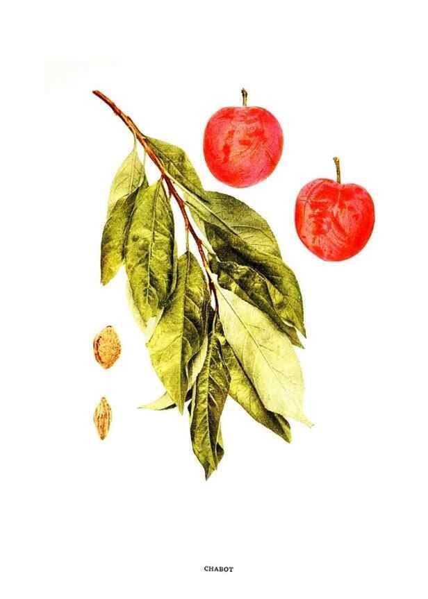 Reproducción/Reproduction 30001407472: The plums of New York .... Albany,J.B. Lyon Company, state printers,1911.
