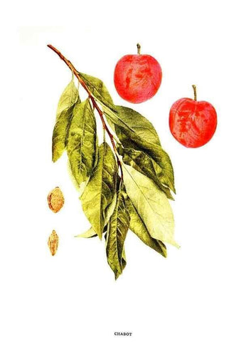 Reproducción/Reproduction 30001407472: The plums of New York .... Albany,J.B. Lyon Company, state printers,1911.