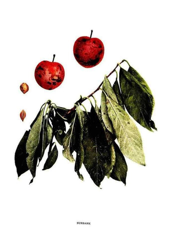 Reproducción/Reproduction 30031790161: The plums of New York .... Albany,J.B. Lyon Company, state printers,1911.