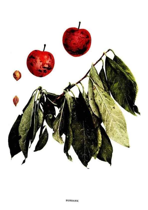 Reproducción/Reproduction 30031790161: The plums of New York .... Albany,J.B. Lyon Company, state printers,1911.