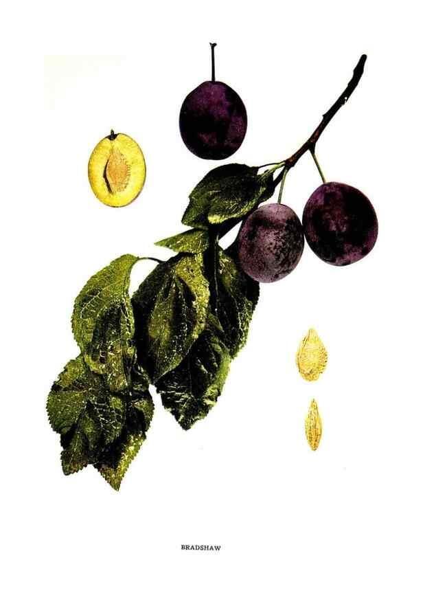 Reproducción/Reproduction 29487527874: The plums of New York .... Albany,J.B. Lyon Company, state printers,1911.
