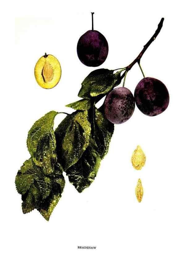 Reproducción/Reproduction 29487527874: The plums of New York .... Albany,J.B. Lyon Company, state printers,1911.