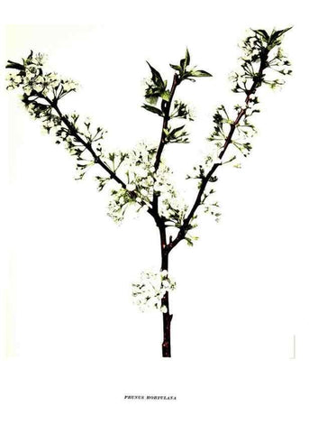 Reproducción/Reproduction 30001375802: The plums of New York .... Albany,J.B. Lyon Company, state printers,1911.