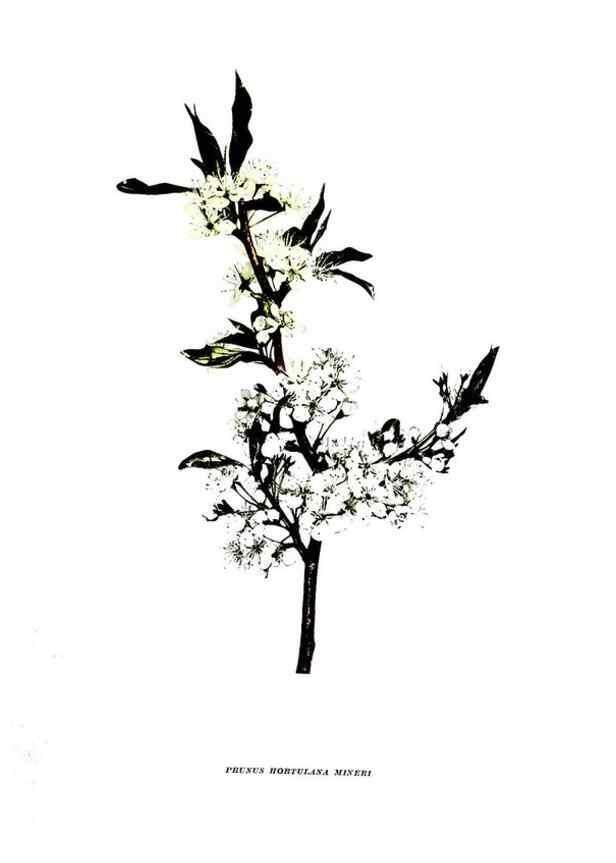 Reproducción/Reproduction 30031757031: The plums of New York .... Albany,J.B. Lyon Company, state printers,1911.