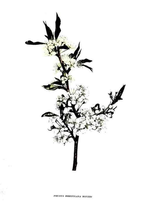 Reproducción/Reproduction 30031757031: The plums of New York .... Albany,J.B. Lyon Company, state printers,1911.