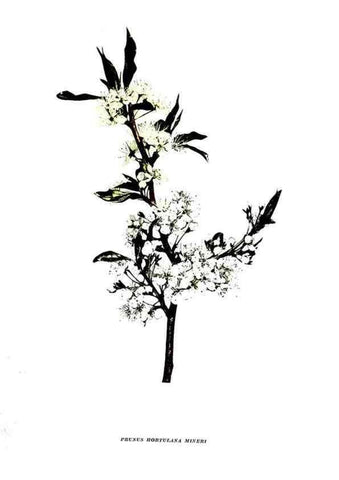 Reproducción/Reproduction 30031757031: The plums of New York .... Albany,J.B. Lyon Company, state printers,1911.