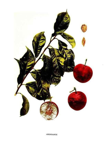 Reproducción/Reproduction 30115659305: The plums of New York .... Albany,J.B. Lyon Company, state printers,1911.