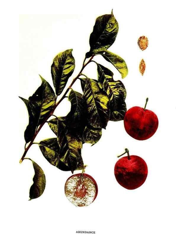 Reproducción/Reproduction 30115659305: The plums of New York .... Albany,J.B. Lyon Company, state printers,1911.