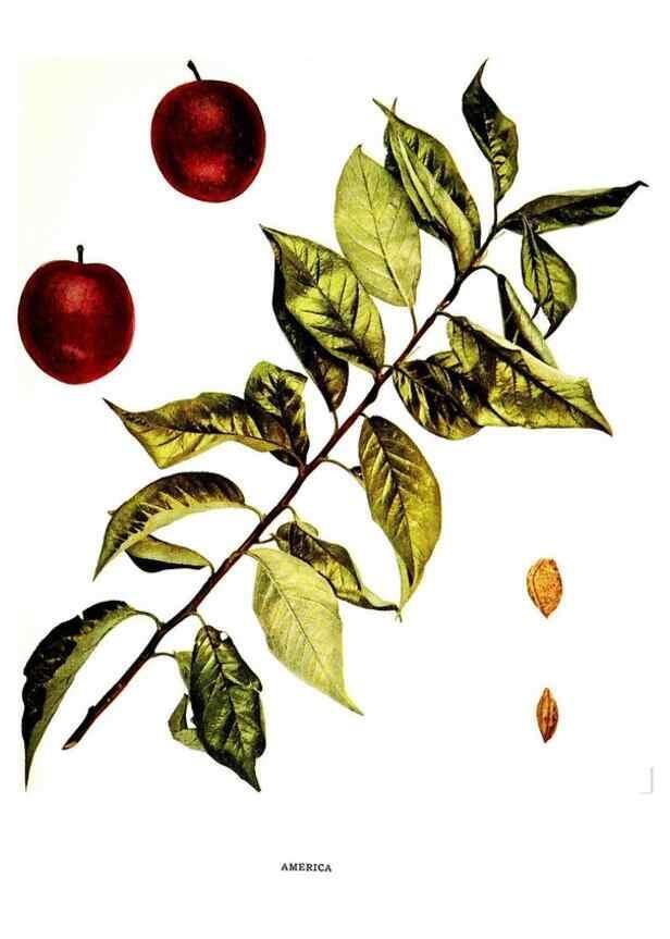 Reproducción/Reproduction 30031768621: The plums of New York .... Albany,J.B. Lyon Company, state printers,1911.