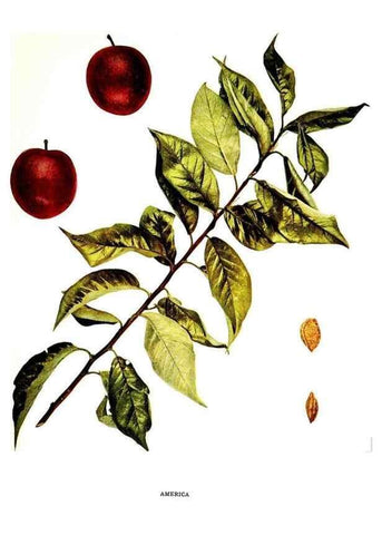 Reproducción/Reproduction 30031768621: The plums of New York .... Albany,J.B. Lyon Company, state printers,1911.