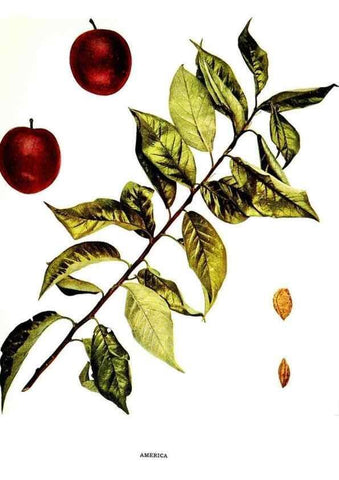 Reproducción/Reproduction 30031768621: The plums of New York .... Albany,J.B. Lyon Company, state printers,1911.