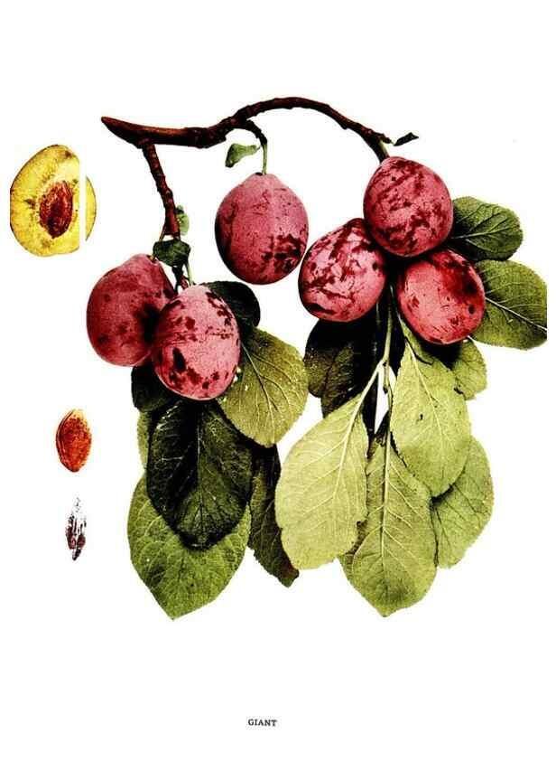 Reproducción/Reproduction 30115745985: The plums of New York .... Albany,J.B. Lyon Company, state printers,1911.