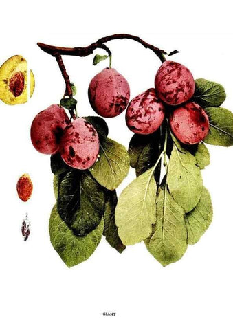 Reproducción/Reproduction 30115745985: The plums of New York .... Albany,J.B. Lyon Company, state printers,1911.