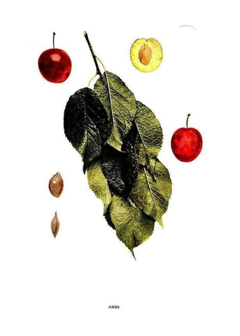 Reproducción/Reproduction 30031772121: The plums of New York .... Albany,J.B. Lyon Company, state printers,1911.
