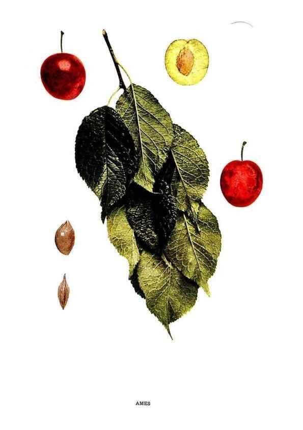 Reproducción/Reproduction 30031772121: The plums of New York .... Albany,J.B. Lyon Company, state printers,1911.