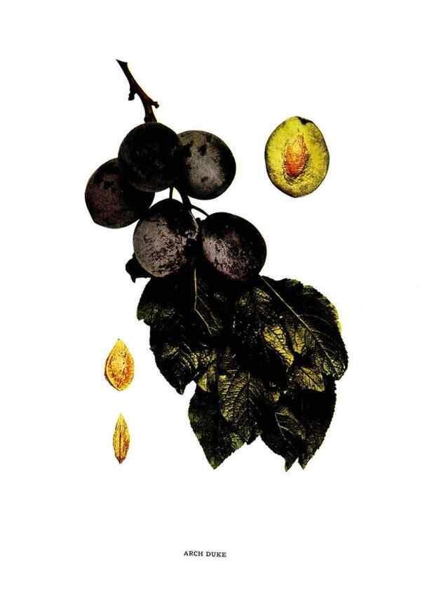 Reproducción/Reproduction 30001391492: The plums of New York .... Albany,J.B. Lyon Company, state printers,1911.