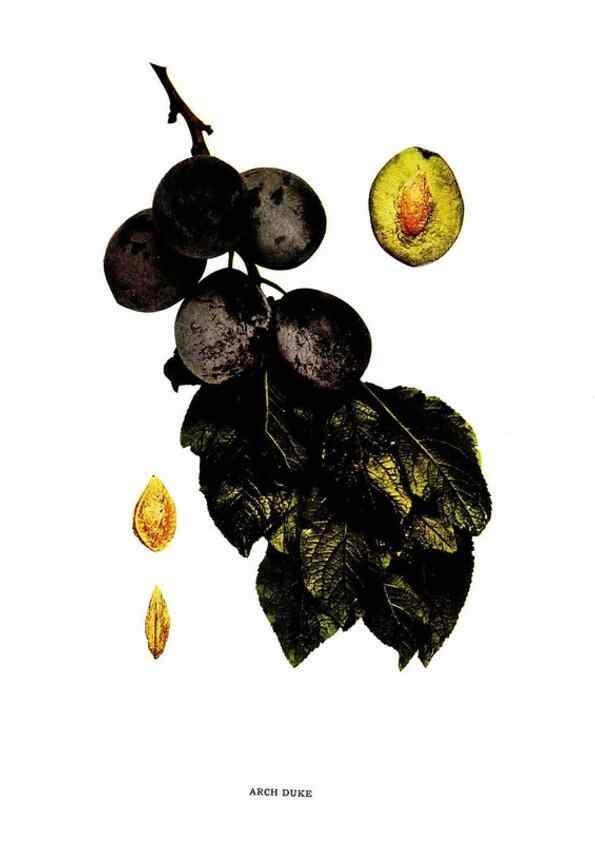 Reproducción/Reproduction 30001391492: The plums of New York .... Albany,J.B. Lyon Company, state printers,1911.