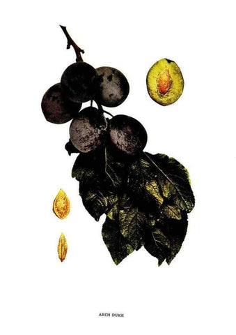 Reproducción/Reproduction 30001391492: The plums of New York .... Albany,J.B. Lyon Company, state printers,1911.