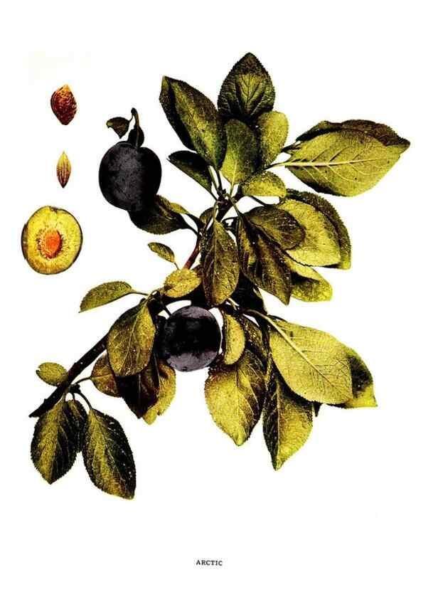 Reproducción/Reproduction 29487565463: The plums of New York .... Albany,J.B. Lyon Company, state printers,1911.