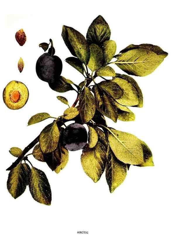 Reproducción/Reproduction 29487565463: The plums of New York .... Albany,J.B. Lyon Company, state printers,1911.