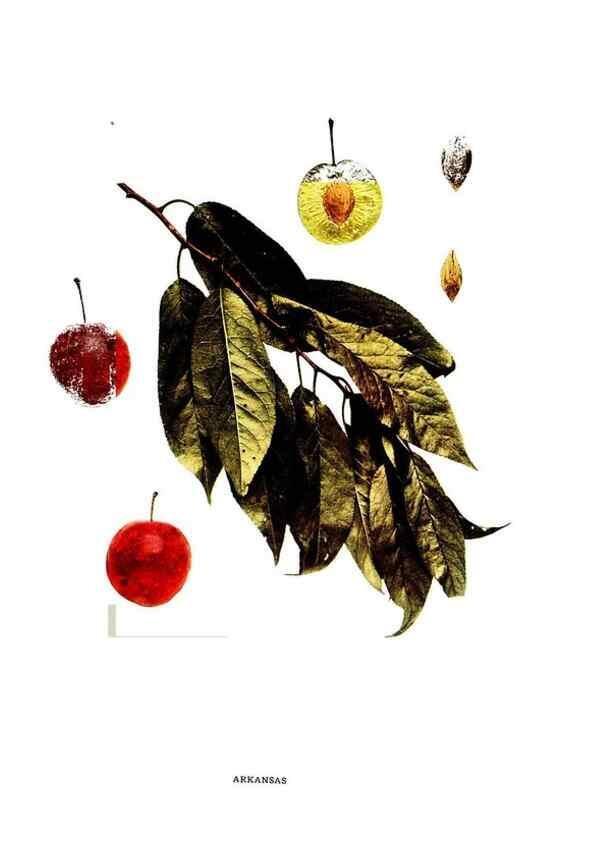 Reproducción/Reproduction 29487566933: The plums of New York .... Albany,J.B. Lyon Company, state printers,1911.