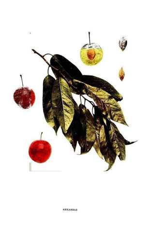 Reproducción/Reproduction 29487566933: The plums of New York .... Albany,J.B. Lyon Company, state printers,1911.
