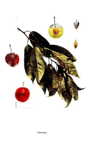 Reproducción/Reproduction 29487566933: The plums of New York .... Albany,J.B. Lyon Company, state printers,1911.