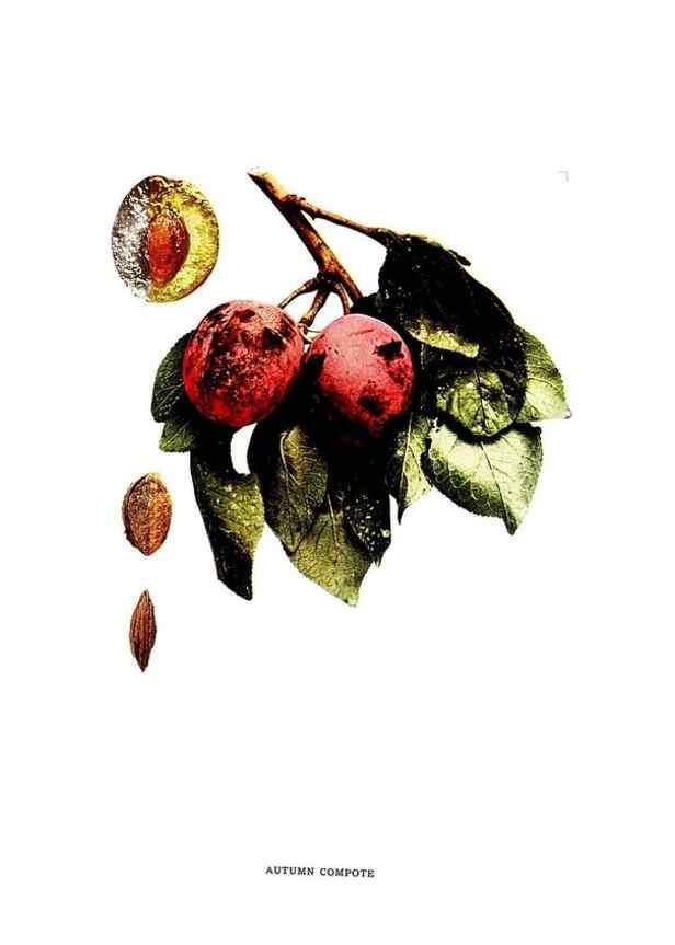 Reproducción/Reproduction 30031781111: The plums of New York .... Albany,J.B. Lyon Company, state printers,1911.