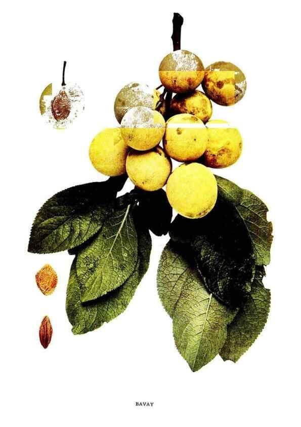 Reproducción/Reproduction 30031782471: The plums of New York .... Albany,J.B. Lyon Company, state printers,1911.