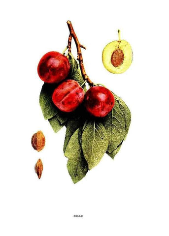 Reproducción/Reproduction 30031783741: The plums of New York .... Albany,J.B. Lyon Company, state printers,1911.