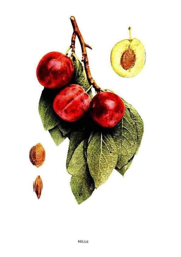 Reproducción/Reproduction 30031783741: The plums of New York .... Albany,J.B. Lyon Company, state printers,1911.