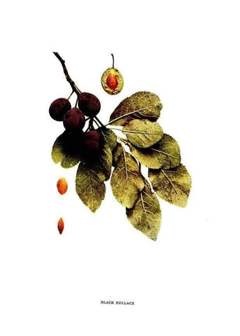 Reproducción/Reproduction 30031785561: The plums of New York .... Albany,J.B. Lyon Company, state printers,1911.