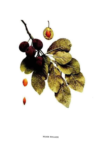 Reproducción/Reproduction 30031785561: The plums of New York .... Albany,J.B. Lyon Company, state printers,1911.