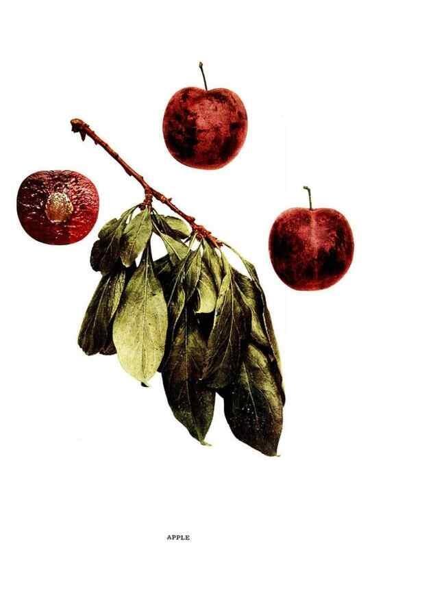 Reproducción/Reproduction 30031774861: The plums of New York .... Albany,J.B. Lyon Company, state printers,1911.
