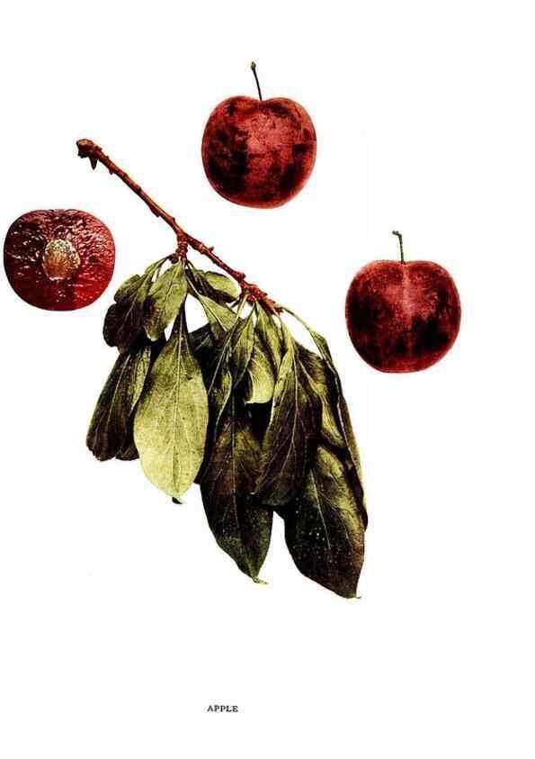 Reproducción/Reproduction 30031774861: The plums of New York .... Albany,J.B. Lyon Company, state printers,1911.