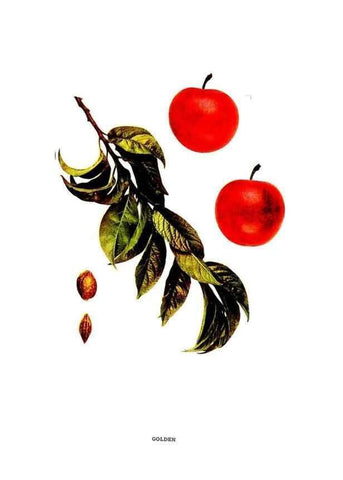 Reproducción/Reproduction 29487593814: The plums of New York .... Albany,J.B. Lyon Company, state printers,1911.
