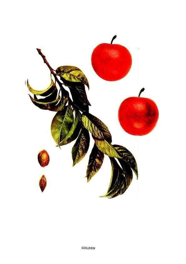 Reproducción/Reproduction 29487593814: The plums of New York .... Albany,J.B. Lyon Company, state printers,1911.