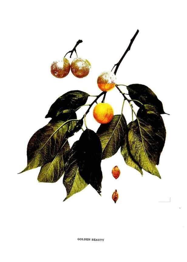 Reproducción/Reproduction 29820868030: The plums of New York .... Albany,J.B. Lyon Company, state printers,1911.