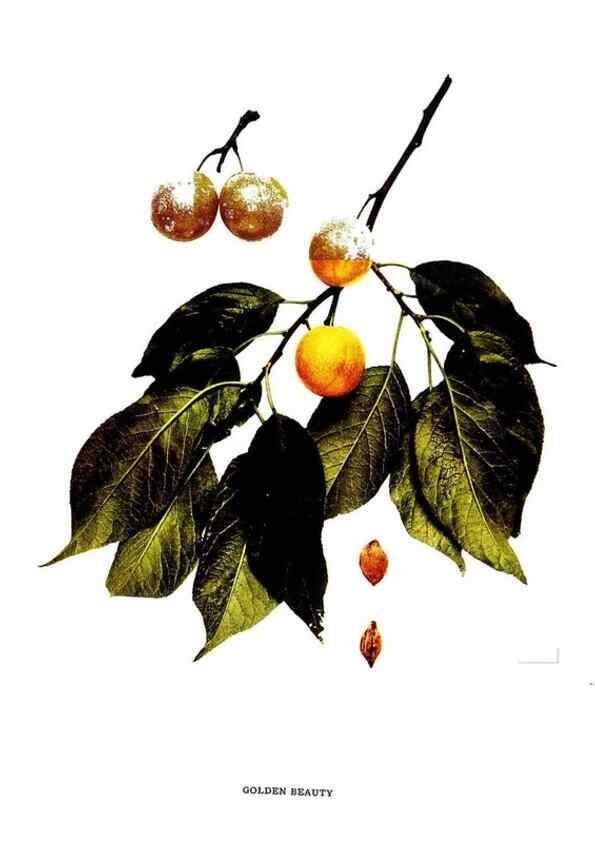 Reproducción/Reproduction 29820868030: The plums of New York .... Albany,J.B. Lyon Company, state printers,1911.