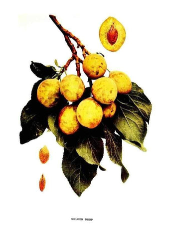 Reproducción/Reproduction 30115753765: The plums of New York .... Albany,J.B. Lyon Company, state printers,1911.