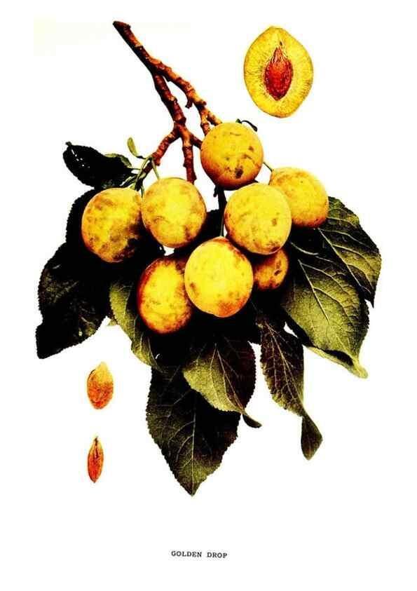 Reproducción/Reproduction 30115753765: The plums of New York .... Albany,J.B. Lyon Company, state printers,1911.