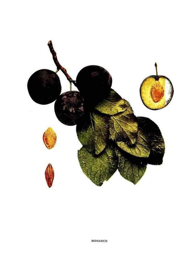 Reproducción/Reproduction 30031897101: The plums of New York .... Albany,J.B. Lyon Company, state printers,1911.